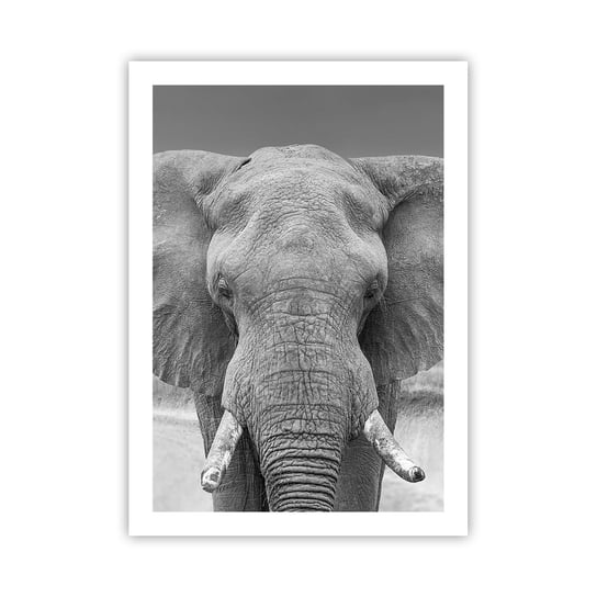 Obraz - Plakat - Witaj w moim świecie - 50x70cm - Słoń Afryka Zwierzęta - Nowoczesny modny obraz Plakat bez ramy do Salonu Sypialni ARTTOR ARTTOR