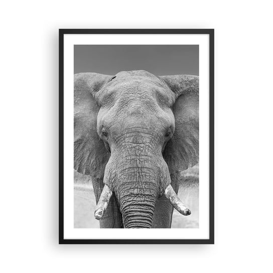 Obraz - Plakat - Witaj w moim świecie - 50x70cm - Słoń Afryka Zwierzęta - Nowoczesny modny obraz Plakat czarna rama ARTTOR ARTTOR