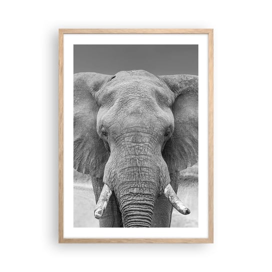 Obraz - Plakat - Witaj w moim świecie - 50x70cm - Słoń Afryka Zwierzęta - Nowoczesny modny obraz Plakat rama jasny dąb ARTTOR ARTTOR
