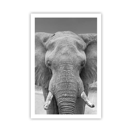Obraz - Plakat - Witaj w moim świecie - 61x91cm - Słoń Afryka Zwierzęta - Foto Plakaty na ścianę bez ramy - Plakat do Salonu Sypialni ARTTOR ARTTOR