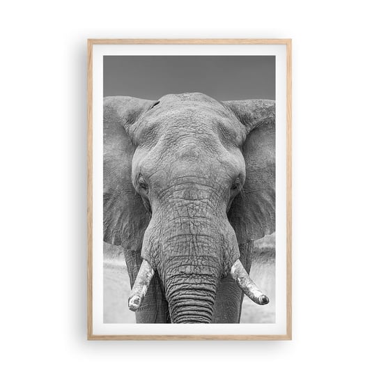 Obraz - Plakat - Witaj w moim świecie - 61x91cm - Słoń Afryka Zwierzęta - Foto Plakaty na ścianę w ramie jasny dąb - Plakat do Salonu Sypialni ARTTOR ARTTOR