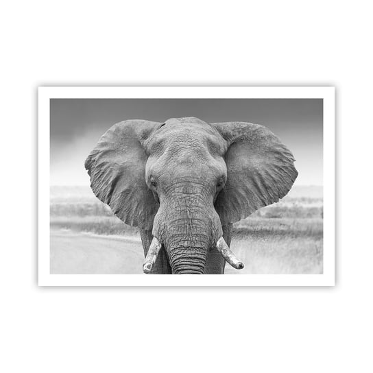 Obraz - Plakat - Witaj w moim świecie - 91x61cm - Słoń Afryka Zwierzęta - Foto Plakaty na ścianę bez ramy - Plakat do Salonu Sypialni ARTTOR ARTTOR