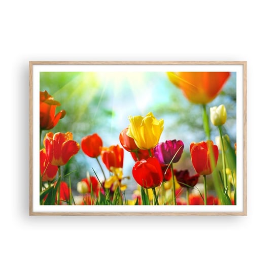 Obraz - Plakat - Wszystkie barwy słońca - 100x70cm - Tulipany Kwiaty Łąka - Foto Plakaty w ramie koloru jasny dąb do Salonu Sypialni ARTTOR ARTTOR