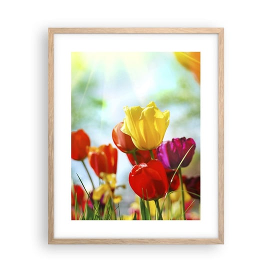 Obraz - Plakat - Wszystkie barwy słońca - 40x50cm - Tulipany Kwiaty Łąka - Foto Plakaty w ramie koloru jasny dąb do Salonu Sypialni ARTTOR ARTTOR