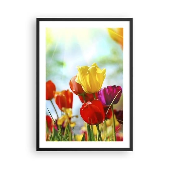Obraz - Plakat - Wszystkie barwy słońca - 50x70cm - Tulipany Kwiaty Łąka - Nowoczesny modny obraz Plakat czarna rama ARTTOR ARTTOR