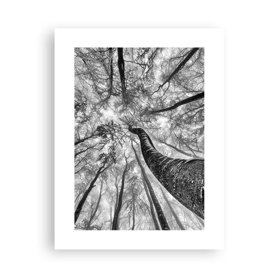 Obraz - Plakat - Wyścig do światła - 30x40cm - Las Drzewa Natura - Foto Plakaty na ścianę bez ramy - Plakat do Salonu Sypialni ARTTOR ARTTOR