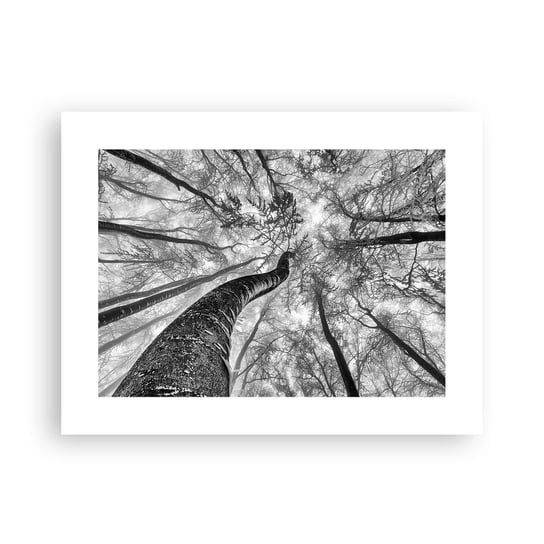 Obraz - Plakat - Wyścig do światła - 40x30cm - Las Drzewa Natura - Foto Plakaty na ścianę bez ramy - Plakat do Salonu Sypialni ARTTOR ARTTOR
