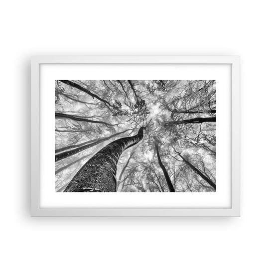 Obraz - Plakat - Wyścig do światła - 40x30cm - Las Drzewa Natura - Foto Plakaty na ścianę w ramie białej - Plakat do Salonu Sypialni ARTTOR ARTTOR