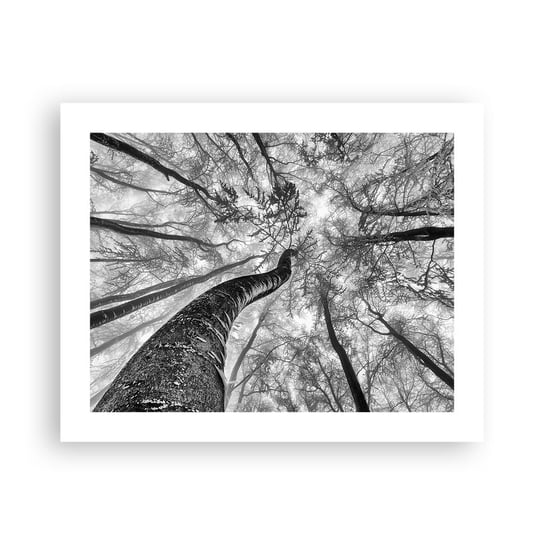 Obraz - Plakat - Wyścig do światła - 50x40cm - Las Drzewa Natura - Foto Plakaty bez ramy do Salonu Sypialni ARTTOR ARTTOR