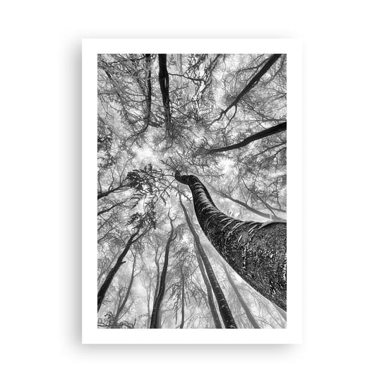 Obraz - Plakat - Wyścig do światła - 50x70cm - Las Drzewa Natura - Nowoczesny modny obraz Plakat bez ramy do Salonu Sypialni ARTTOR ARTTOR