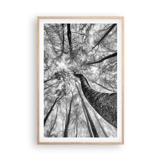 Obraz - Plakat - Wyścig do światła - 61x91cm - Las Drzewa Natura - Foto Plakaty na ścianę w ramie jasny dąb - Plakat do Salonu Sypialni ARTTOR ARTTOR