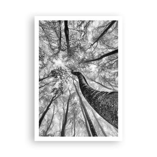 Obraz - Plakat - Wyścig do światła - 70x100cm - Las Drzewa Natura - Foto Plakaty bez ramy na ścianę do Salonu Sypialni ARTTOR ARTTOR