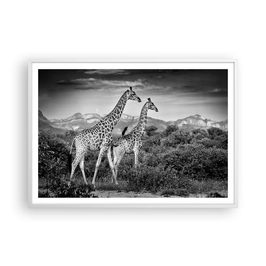Obraz - Plakat - Wyższe sfery w Afryce - 100x70cm - Żyrafa Zwierzęta Afryka - Foto Plakaty w ramie koloru białego do Salonu Sypialni ARTTOR ARTTOR