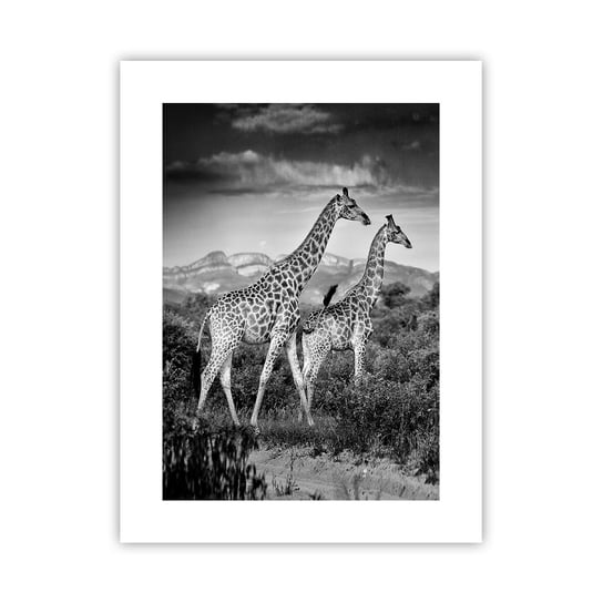 Obraz - Plakat - Wyższe sfery w Afryce - 30x40cm - Żyrafa Zwierzęta Afryka - Foto Plakaty na ścianę bez ramy - Plakat do Salonu Sypialni ARTTOR ARTTOR