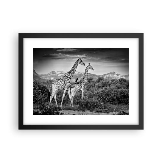 Obraz - Plakat - Wyższe sfery w Afryce - 40x30cm - Żyrafa Zwierzęta Afryka - Foto Plakaty na ścianę w czarnej ramie - Plakat do Salonu Sypialni ARTTOR ARTTOR