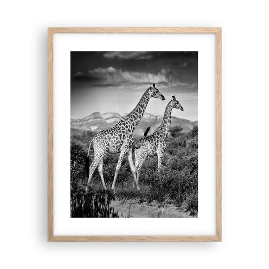 Obraz - Plakat - Wyższe sfery w Afryce - 40x50cm - Żyrafa Zwierzęta Afryka - Foto Plakaty w ramie koloru jasny dąb do Salonu Sypialni ARTTOR ARTTOR