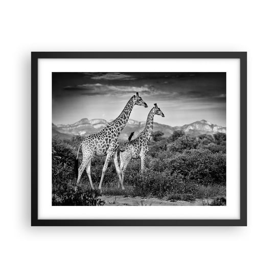 Obraz - Plakat - Wyższe sfery w Afryce - 50x40cm - Żyrafa Zwierzęta Afryka - Foto Plakaty w ramie koloru czarnego do Salonu Sypialni ARTTOR ARTTOR