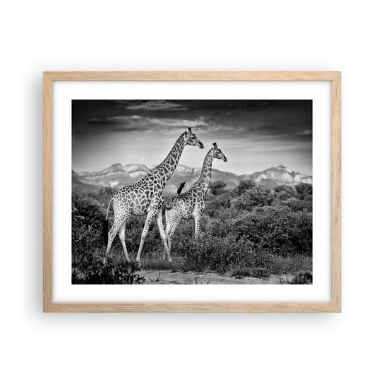 Obraz - Plakat - Wyższe sfery w Afryce - 50x40cm - Żyrafa Zwierzęta Afryka - Foto Plakaty w ramie koloru jasny dąb do Salonu Sypialni ARTTOR ARTTOR