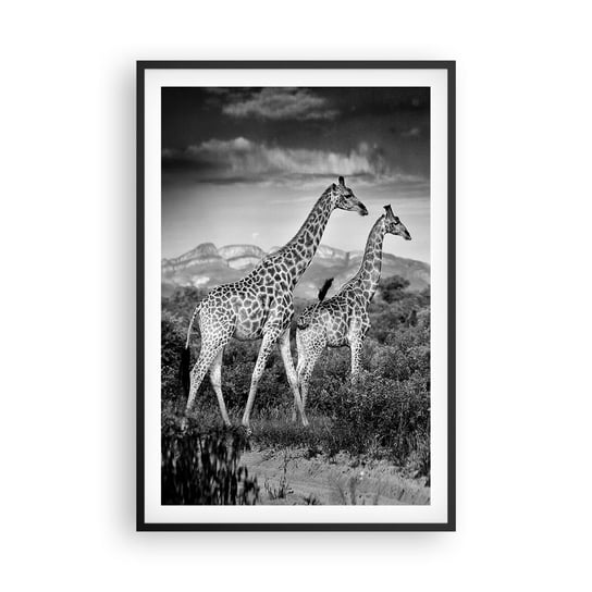 Obraz - Plakat - Wyższe sfery w Afryce - 61x91cm - Żyrafa Zwierzęta Afryka - Foto Plakaty na ścianę w czarnej ramie - Plakat do Salonu Sypialni ARTTOR ARTTOR