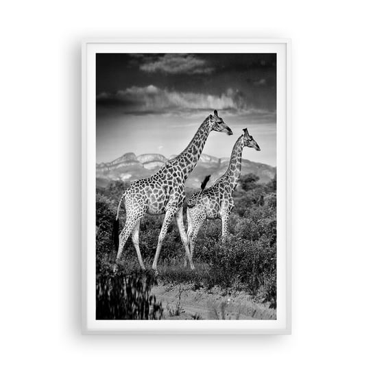Obraz - Plakat - Wyższe sfery w Afryce - 70x100cm - Żyrafa Zwierzęta Afryka - Foto Plakaty w ramie koloru białego do Salonu Sypialni ARTTOR ARTTOR