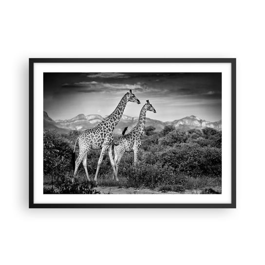 Obraz - Plakat - Wyższe sfery w Afryce - 70x50cm - Żyrafa Zwierzęta Afryka - Nowoczesny modny obraz Plakat czarna rama ARTTOR ARTTOR