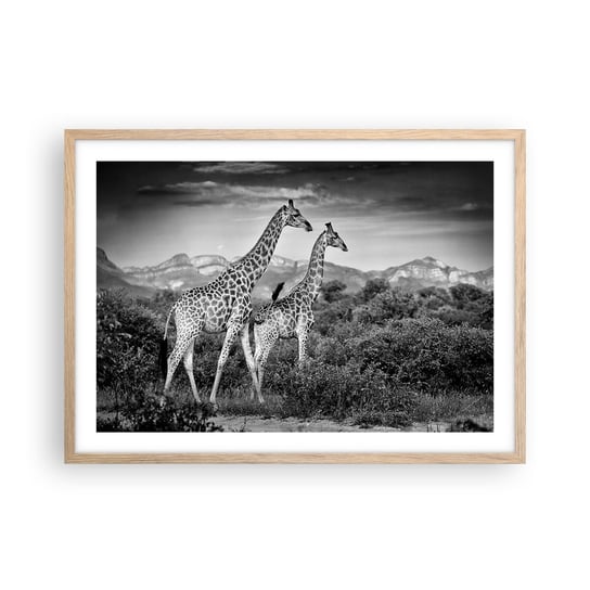 Obraz - Plakat - Wyższe sfery w Afryce - 70x50cm - Żyrafa Zwierzęta Afryka - Nowoczesny modny obraz Plakat rama jasny dąb ARTTOR ARTTOR
