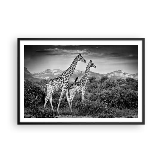 Obraz - Plakat - Wyższe sfery w Afryce - 91x61cm - Żyrafa Zwierzęta Afryka - Foto Plakaty na ścianę w czarnej ramie - Plakat do Salonu Sypialni ARTTOR ARTTOR