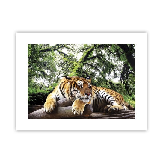 Obraz - Plakat - Z wyrazami szacunku - 40x30cm - Tygrys Zwierzęta Drapieżnik - Foto Plakaty na ścianę bez ramy - Plakat do Salonu Sypialni ARTTOR ARTTOR