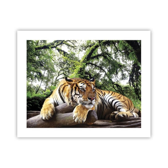 Obraz - Plakat - Z wyrazami szacunku - 50x40cm - Tygrys Zwierzęta Drapieżnik - Foto Plakaty bez ramy do Salonu Sypialni ARTTOR ARTTOR