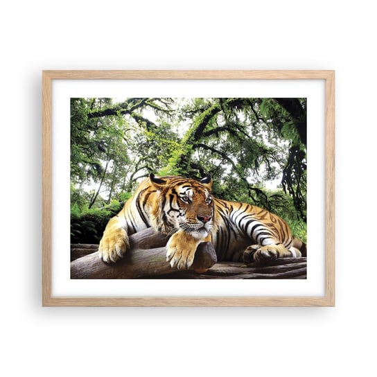 Obraz - Plakat - Z wyrazami szacunku - 50x40cm - Tygrys Zwierzęta Drapieżnik - Foto Plakaty w ramie koloru jasny dąb do Salonu Sypialni ARTTOR ARTTOR