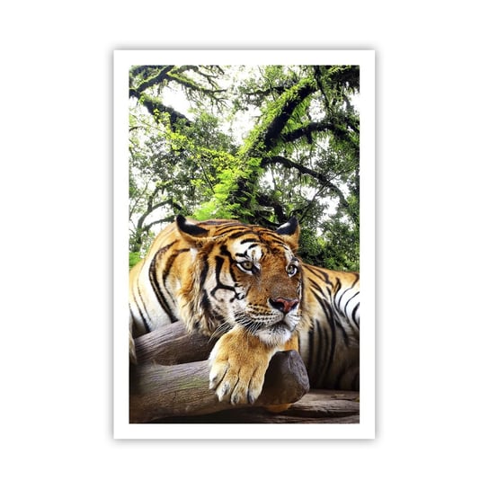 Obraz - Plakat - Z wyrazami szacunku - 61x91cm - Tygrys Zwierzęta Drapieżnik - Foto Plakaty na ścianę bez ramy - Plakat do Salonu Sypialni ARTTOR ARTTOR