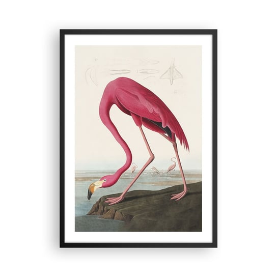 Obraz - Plakat - Zadziwiające stworzenie - 50x70cm - Flaming Ptak Sztuka - Nowoczesny modny obraz Plakat czarna rama ARTTOR ARTTOR