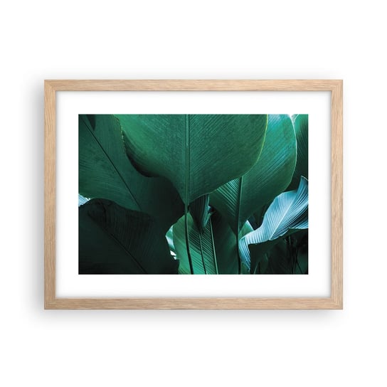 Obraz - Plakat - Zwrócone do światła - 40x30cm - Liść Bananowca Bananowiec Roślina - Foto Plakaty na ścianę w ramie jasny dąb - Plakat do Salonu Sypialni ARTTOR ARTTOR