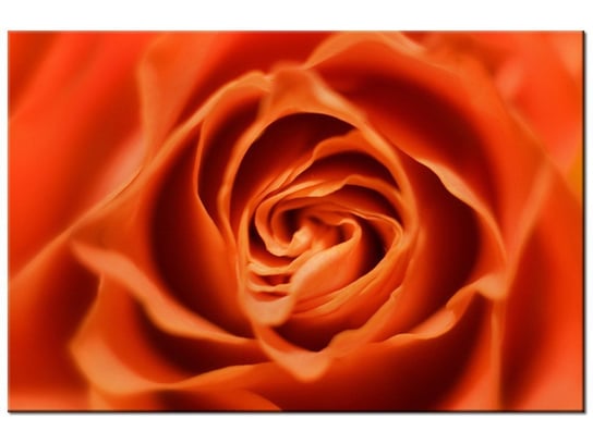 Obraz Płatki róży herbacianej, 120x80 cm Oobrazy