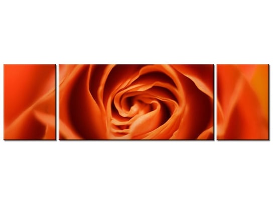 Obraz Płatki róży herbacianej, 3 elementy, 170x50 cm Oobrazy