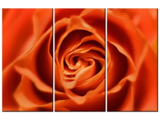 Obraz Płatki róży herbacianej, 3 elementy, 90x60 cm Oobrazy