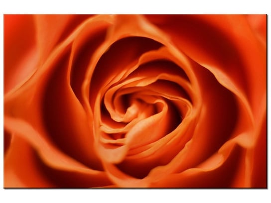 Obraz Płatki róży herbacianej, 30x20 cm Oobrazy