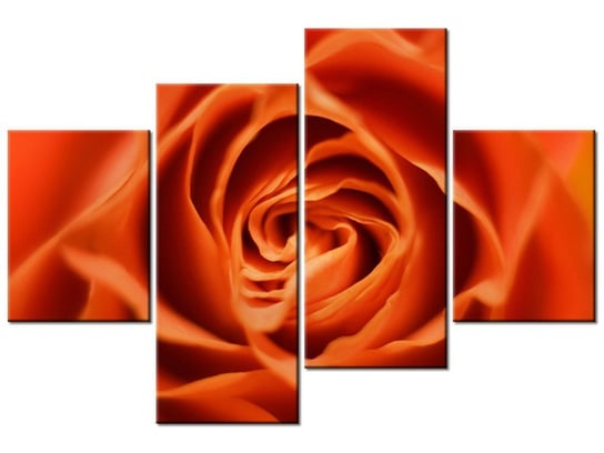 Obraz Płatki róży herbacianej, 4 elementy, 120x80 cm Oobrazy