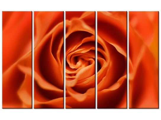 Obraz Płatki róży herbacianej, 5 elementów, 100x63 cm Oobrazy