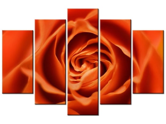 Obraz Płatki róży herbacianej, 5 elementów, 150x100 cm Oobrazy