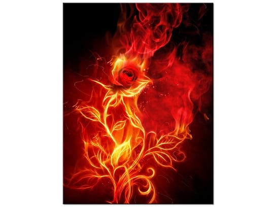 Obraz Płomienista róża, 30x40 cm Oobrazy