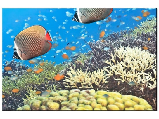 Obraz Podwodna Panorama, 30x20 cm Oobrazy