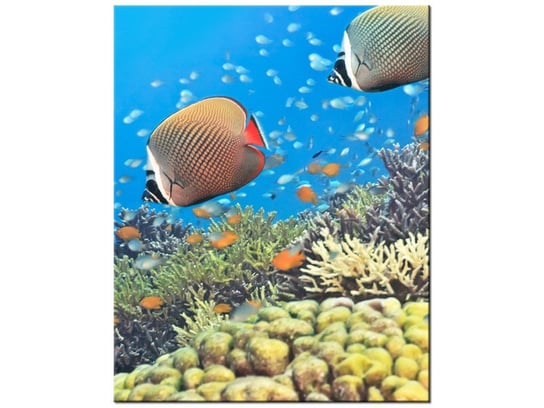 Obraz Podwodna Panorama, 40x50 cm Oobrazy