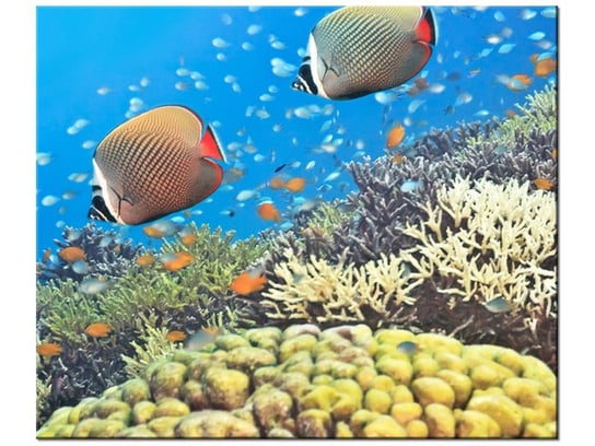 Obraz Podwodna Panorama, 60x50 cm Oobrazy