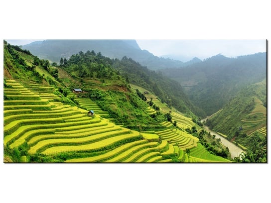 Obraz Pola ryżowe Mu Cang Chai, 115x55 cm Oobrazy