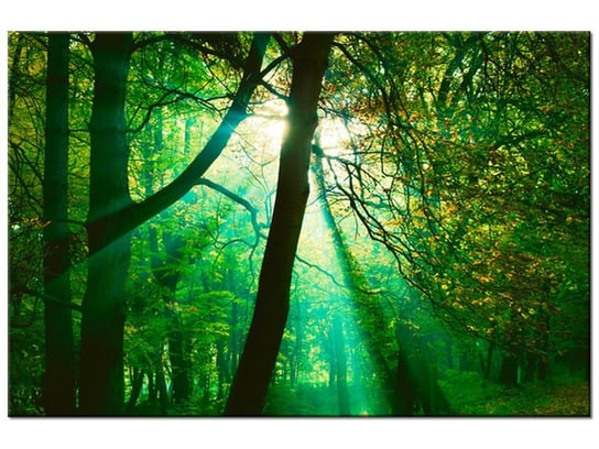 Obraz Promienie słoneczne wśród drzew - Pawel Pacholec, 120x80 cm Oobrazy