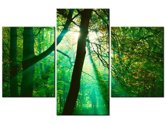 Obraz Promienie słoneczne wśród drzew - Pawel Pacholec, 3 elementy, 90x60 cm Oobrazy