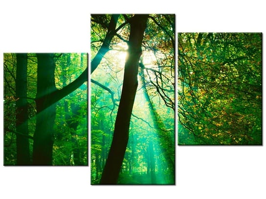 Obraz Promienie słoneczne wśród drzew - Pawel Pacholec, 3 elementy, 90x60 cm Oobrazy
