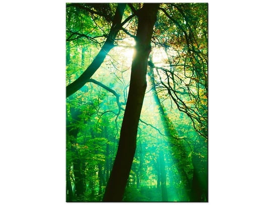 Obraz Promienie słoneczne wśród drzew - Pawel Pacholec, 50x70 cm Oobrazy