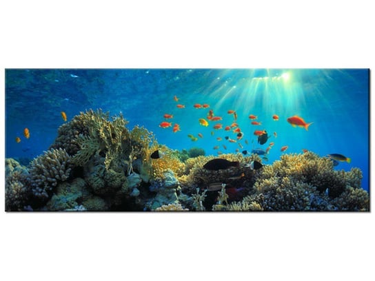 Obraz, Rafa koralowa, 100x40 cm Oobrazy